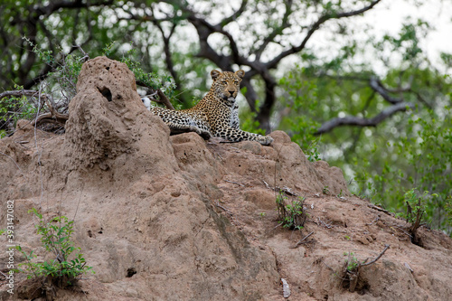 Leopard resting in Sabi Sands game reserve in the Greater Kruger Region in South Africa