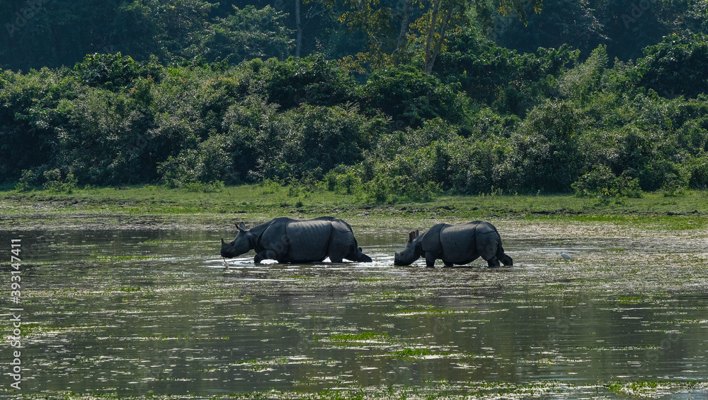 Rhinos in Kaziranga National Park in the state of Assam, India. Rhinos in Kaziranga National Park in the state of Assam, India.