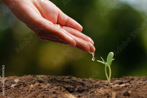 Agriculture. Growing plants. Plant seedling. Hand nurturing and water young baby plants growing in germination sequence on fertile soil with natural green bokeh background