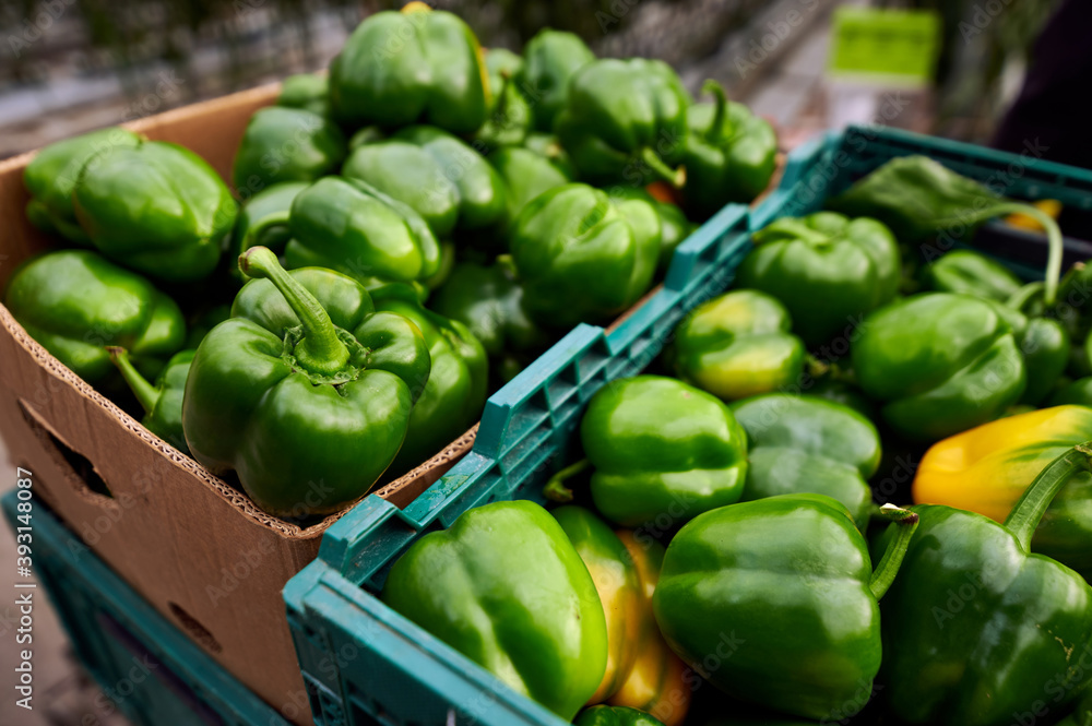 Harvesting inside a modern greenhouse. In the foreground are boxes in green bell peppers. Harvesting inside a modern greenhouse. In the foreground are boxes in green bell peppers.
