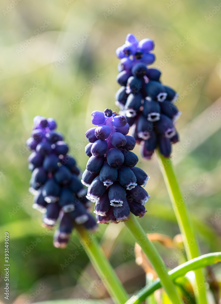 Armenische Traubenhyazinthe, Muscari armeniacum Armenische Traubenhyazinthe, Muscari armeniacum