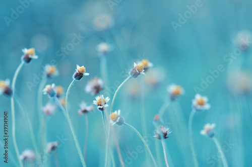 Blur flowers in the field