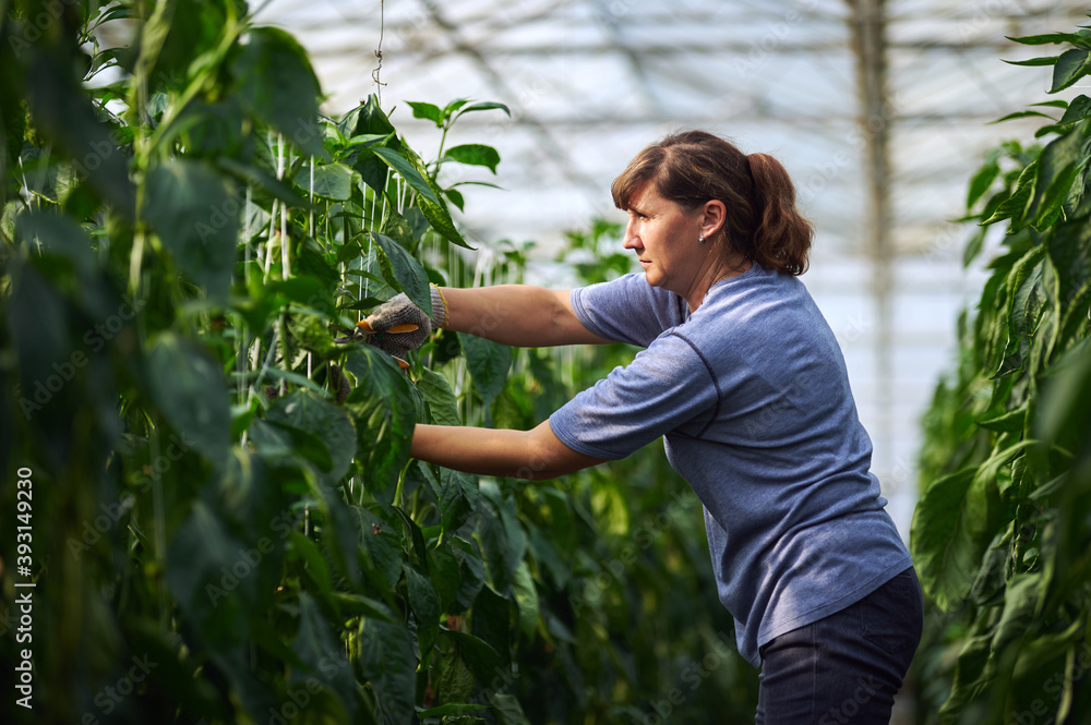 Fototapeta premium Work in modern greenhouses. A woman in blue clothes and protective gloves works in the greenhouse while standing between the beds.