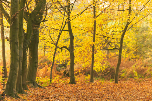 Young trees dressed in yellow dance in the morning light on a floor of dead leaves.