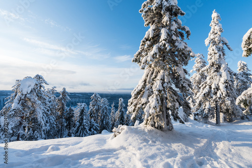 Fototapeta Naklejka Na Ścianę i Meble -  Snowy winter landscape in Koli National Park, Finland