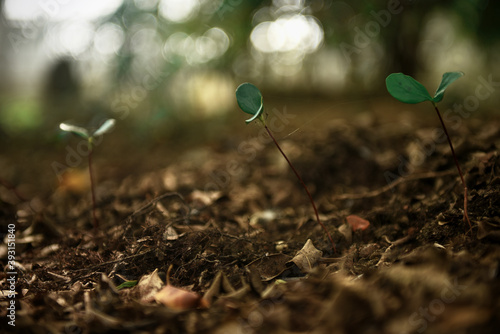 Growing Small sprout in the ground with blurred nature forest background