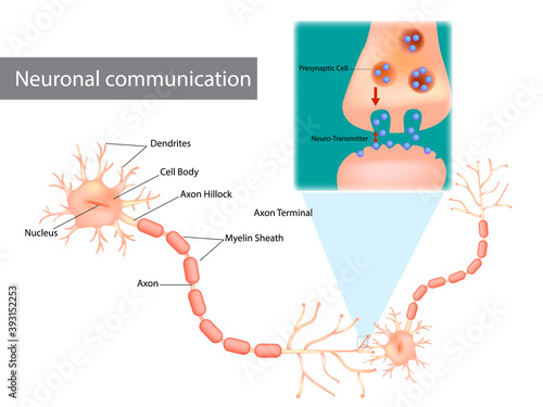 Neuronal communication. The dendrites contain receptors for neurotransmitters released by nearby neurons. Soma, dendrites, axons, terminal buttons, and synaptic vesicles.