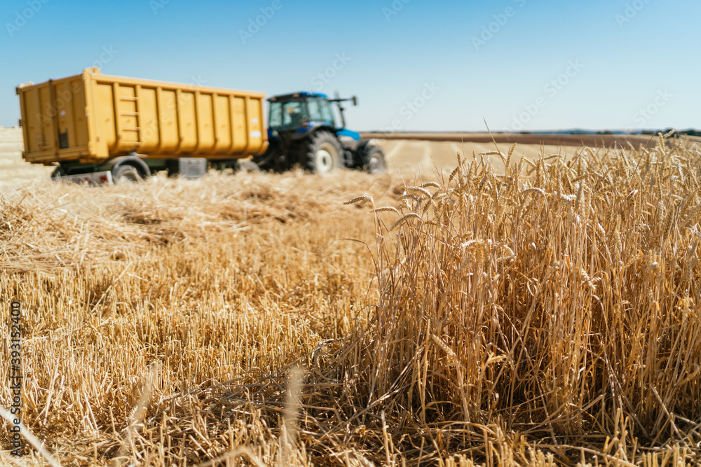 Distant view of tractor with trailer parked on golden agricultural field in summer under blue sky in harvest season Distant view of tractor with trailer parked on golden agricultural field in summer under blue sky in harvest season