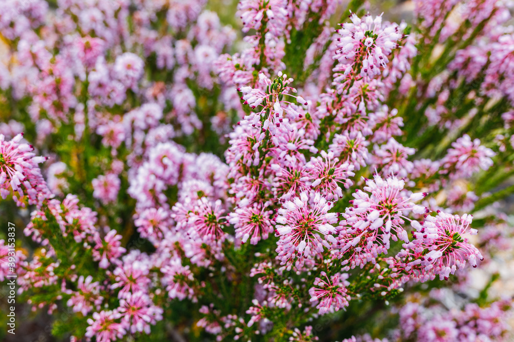 Heather, Calluna vulgaris, grows in the Mediterranean mountains and decorates the houses of the inhabitants of the fields with its beautiful flowers.