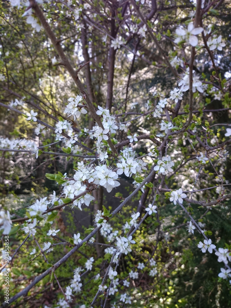 spring in the forest