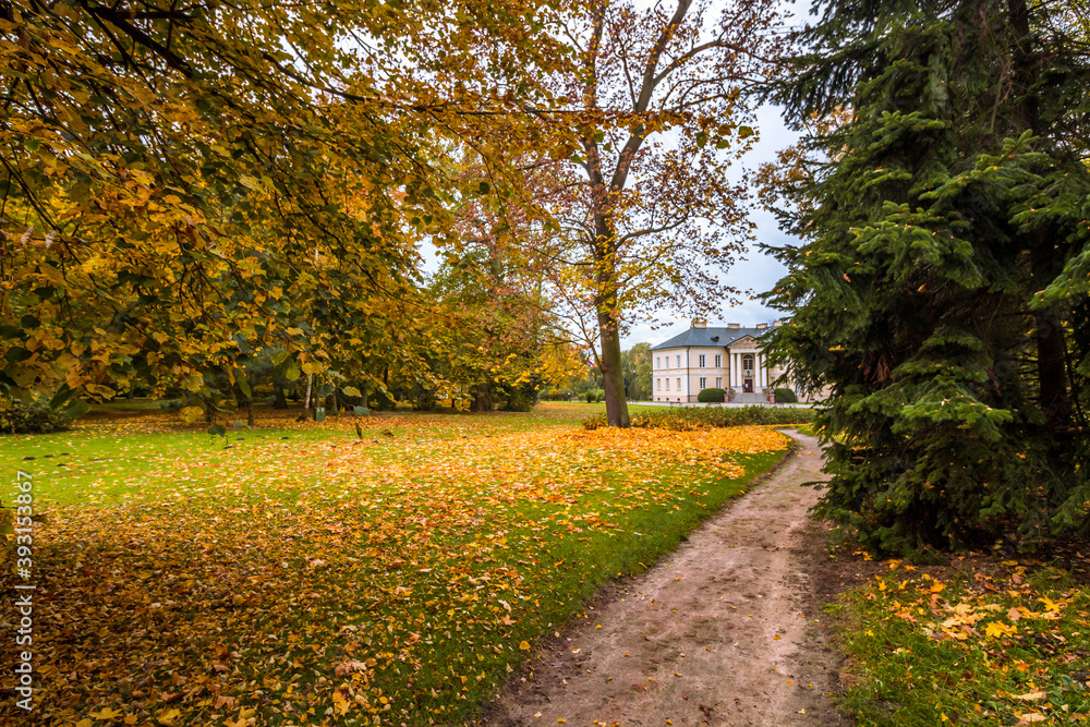 Naklejka premium Autumn trees alley with colorful leaves in the park