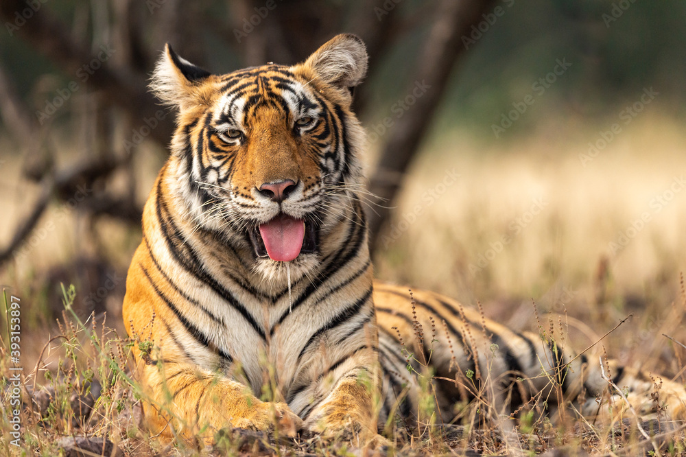 Naklejka premium Wild tigress portrait with her tongue out in natural green background at ranthambore national park or tiger reserve rajasthan india - panthera tigris tigris