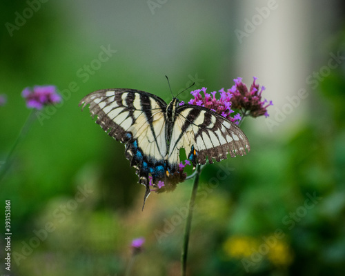 butterfly on flower © Heather