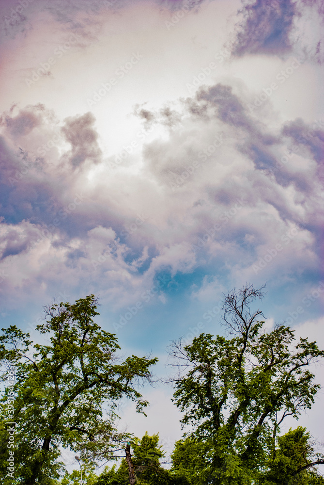 Obraz premium clouds over the forest