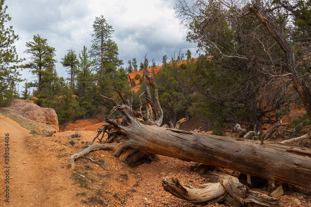 Obraz premium Red Canyon, Utah
