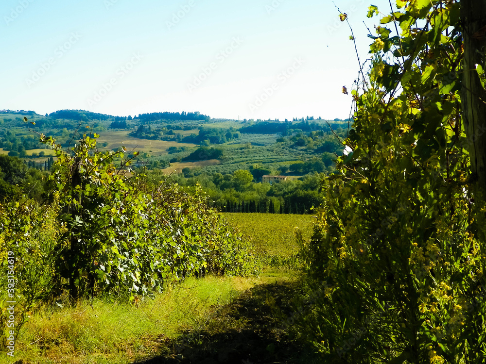 Vineyards in the hills of Tuscany.