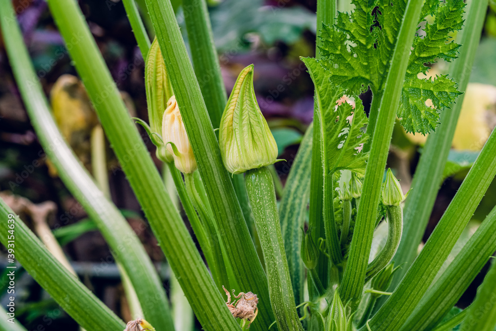Fototapeta premium Growing squash. Blooming marrow among green stems. Zucchini bush.