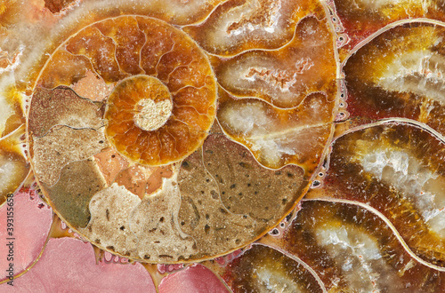 Macro photograph of a split fossilized ammonite shell showing the internal mineralized chambers; an extinct marine invertebrate from Madagascar; age: Cretaceous-Albian stage (110 million years ago)