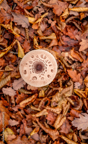 mushrooms among the autumn leaves