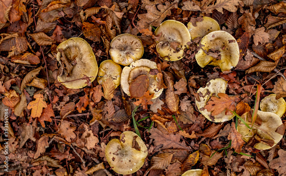 mushrooms among the autumn leaves mushrooms among the autumn leaves