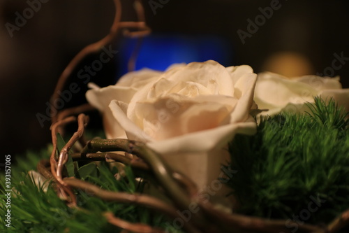 Rose im Detail