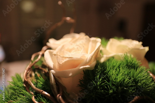 weiße Rose