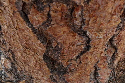 Tree bark close-up 