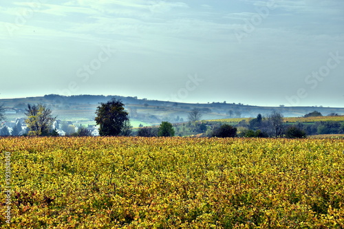 Weinberge in Freiburg-Opfingen im Herbst 