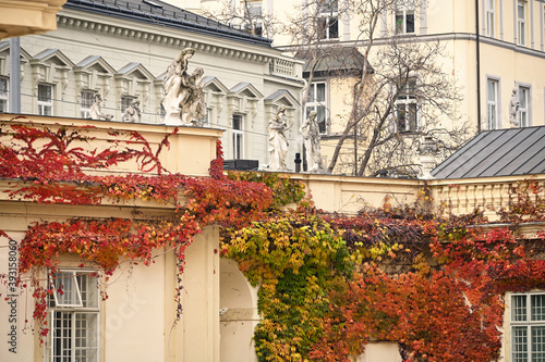 Photography old buildings covered with creeper colorful leaves in Vienna Austria