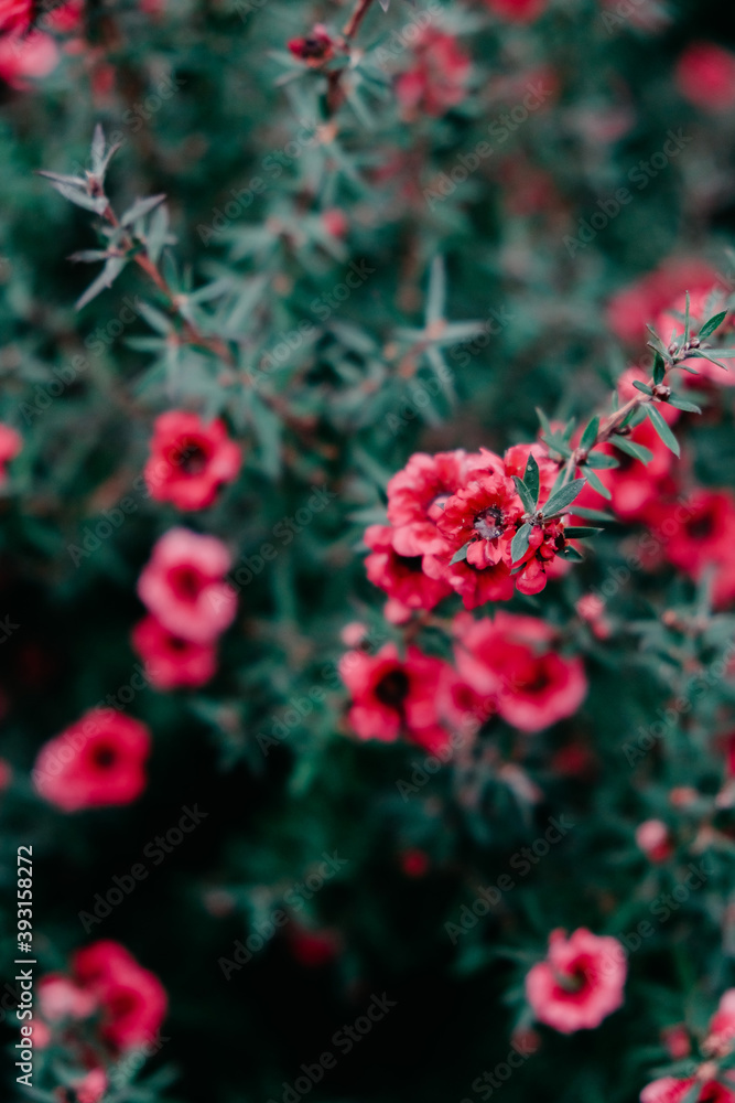 red berries on a tree flowers in the garden red white orange yellow bloom blossom leaf green park color bush leaves spring summer colorful christmas red berries on a tree flowers in the garden red white orange yellow bloom blossom leaf green park color bush leaves spring summer colorful christmas