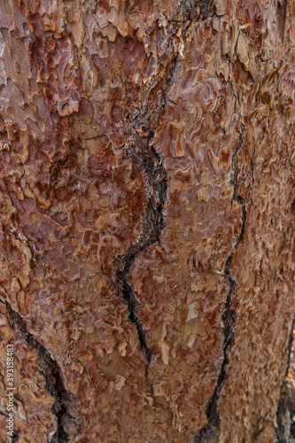 Tree bark close-up 