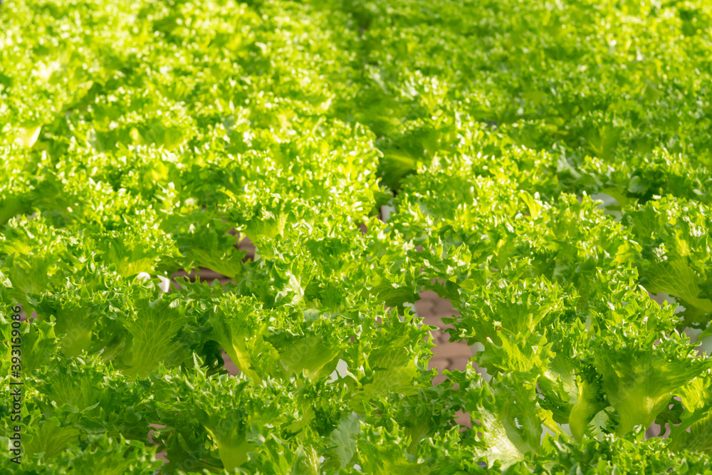 Fresh organic green oak lettuce vegetable plant farm Fresh organic green oak lettuce vegetable plant farm