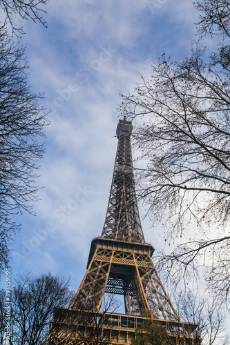 Fototapeta Naklejka Na Ścianę i Meble -  Eiffel Tower Behind Tree
