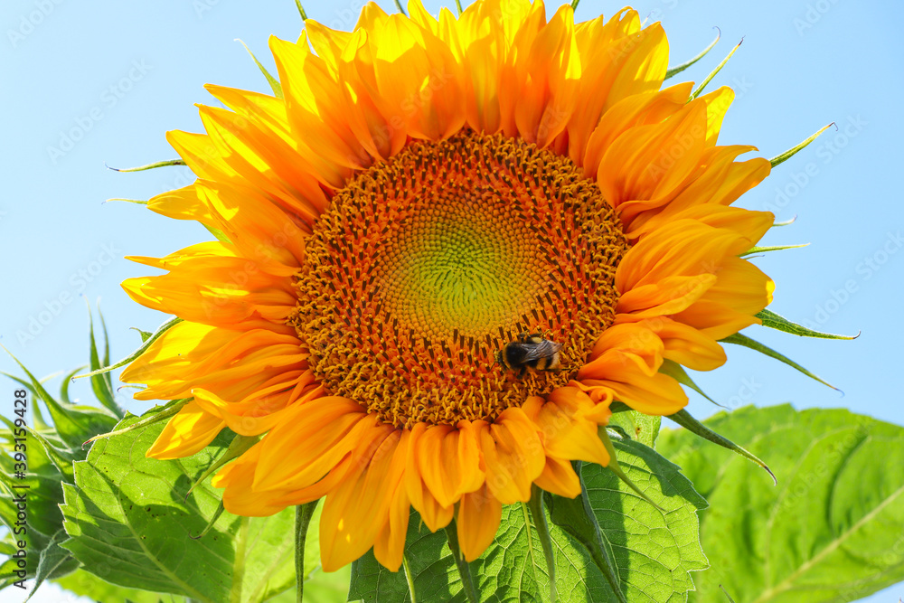 Obraz premium sunflower in the field