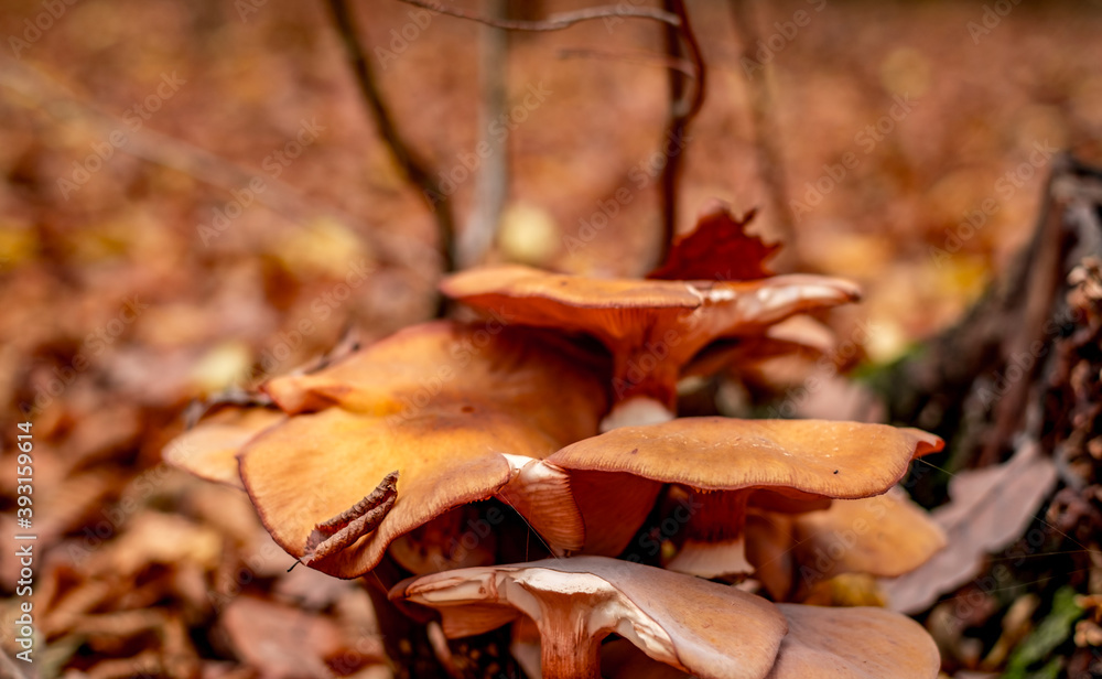 mushrooms among the autumn leaves