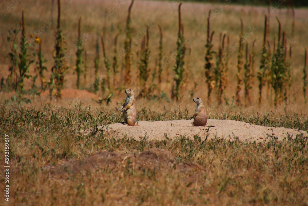 Prairie Dogs in Denver, Colorado