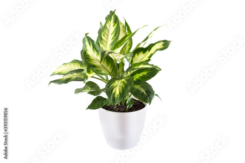 Fototapeta Dieffenbachia plants in white pot