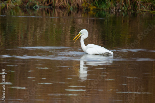 Silberreiher im Wasser stehend mit Fisch im Schnabel