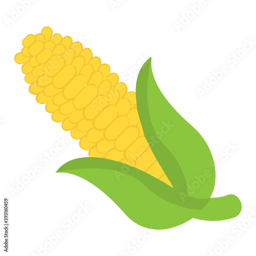
A corn cob ear with green leaves concept of vegetable and agriculture ripe harvest 
