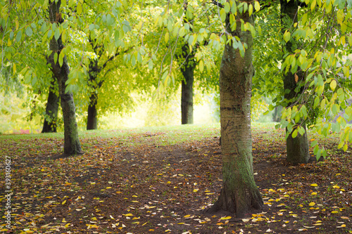 Beautiful trees in Tantolunden, park on Södermalm in Stockholm, Sweden photo