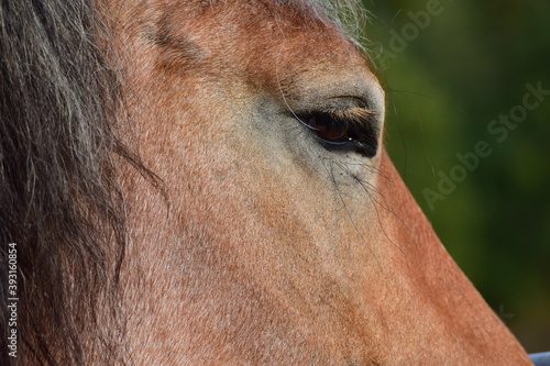 Detail Aufnahme, Auge eines Pferdes, halb geöffnet.