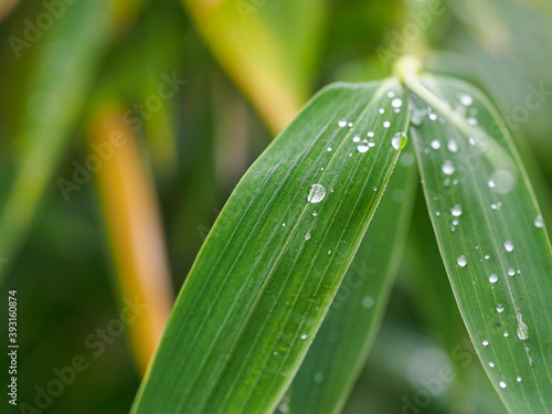 Selective focus shot of dew drops on leaf