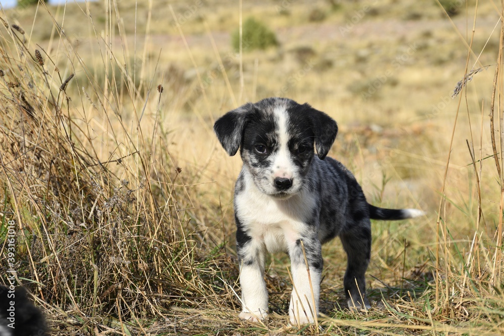 Border Collie breed dog puppy playing on dry grass field. Border Collie breed dog puppy playing on dry grass field.