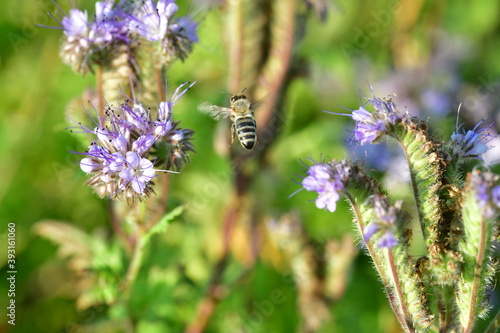 Biene im Flug zwischen blühenden Pflanzen  © Marlise Gaudig