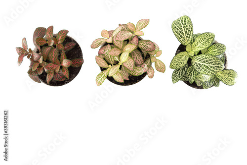  plant fittonia in pots on a white background. photo