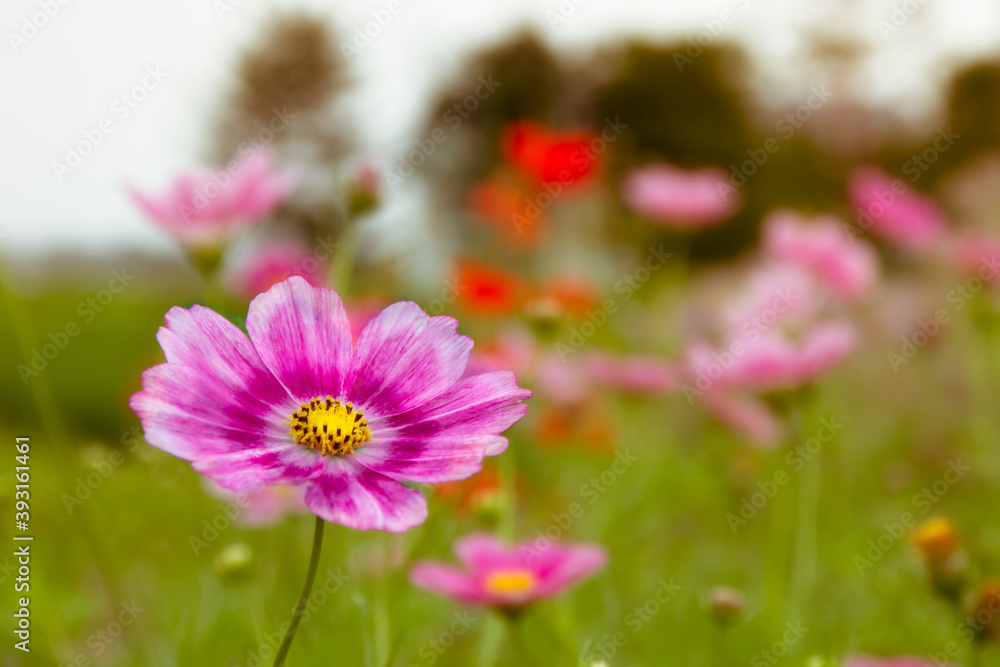 Closeup of violet pink cosmos flower in vivid color with beautiful yellow pollen and green stem in the green field with blurred garden as background in summer time and orange sunlight on its petals. Closeup of violet pink cosmos flower in vivid color with beautiful yellow pollen and green stem in the green field with blurred garden as background in summer time and orange sunlight on its petals.