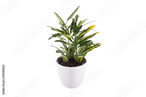 croton plant in a white pot on a white background.
