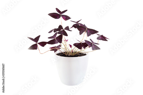 plant oxalis in white pot isolated on white background. photo