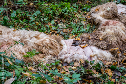dead sheep fur thrown in the woods