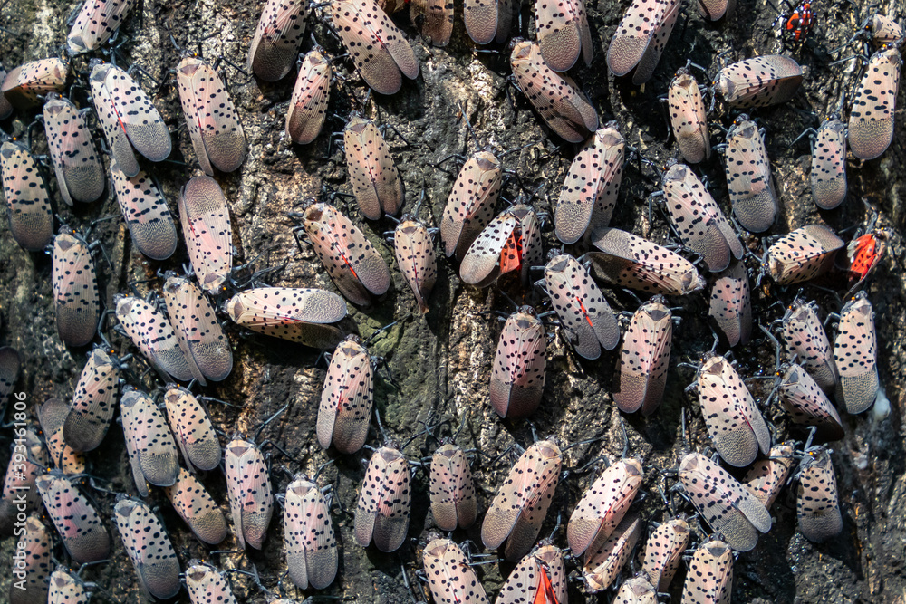 Hundreds of invasive spotted lanternflies (Lycorma delicatula) covering
